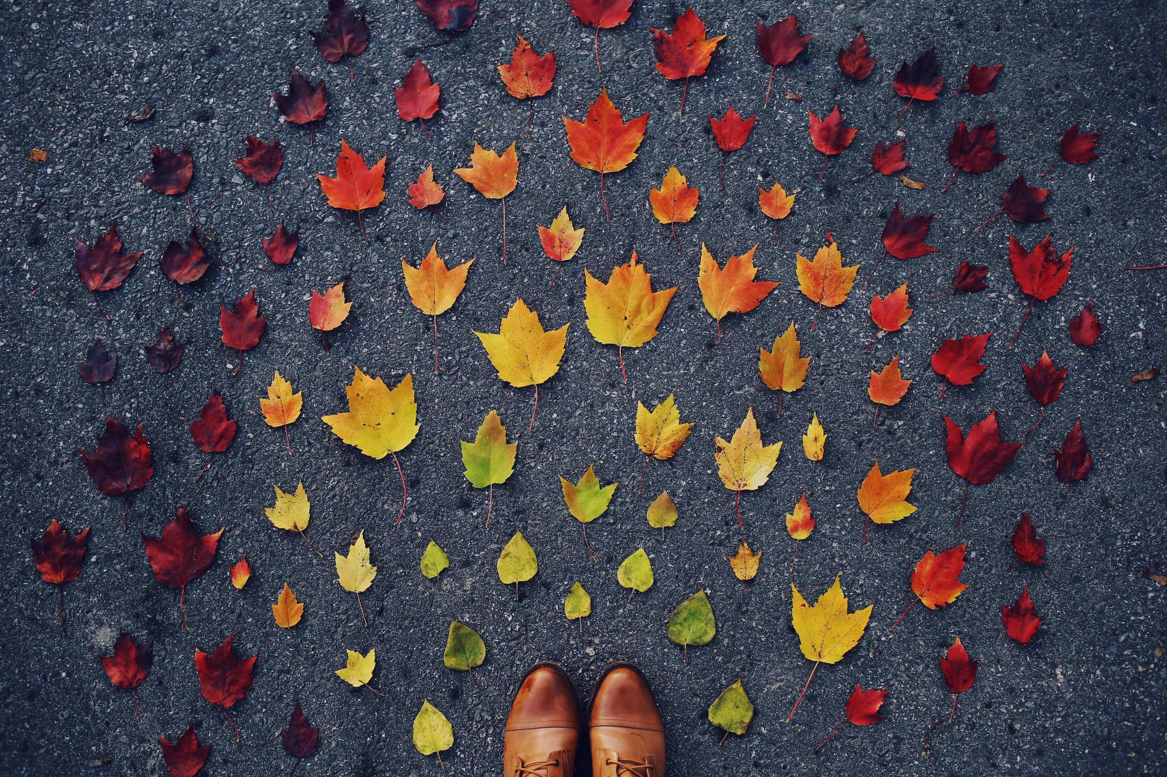 Autumn leaves on ground